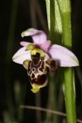 Ophrys santonica